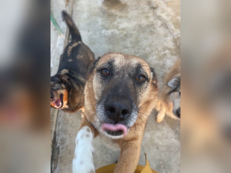 Cody - verschmuste, liebe Wasserratte