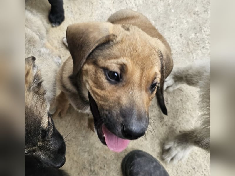 Welpenbub Puck sucht Familie (D-bundesweit/CH/LUX)