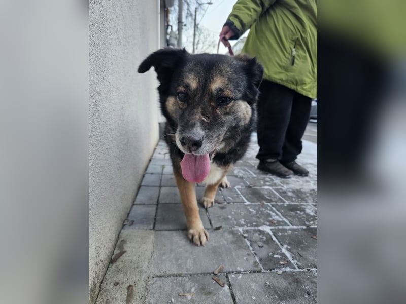 Kiruna sucht endlich ihr Körbchen