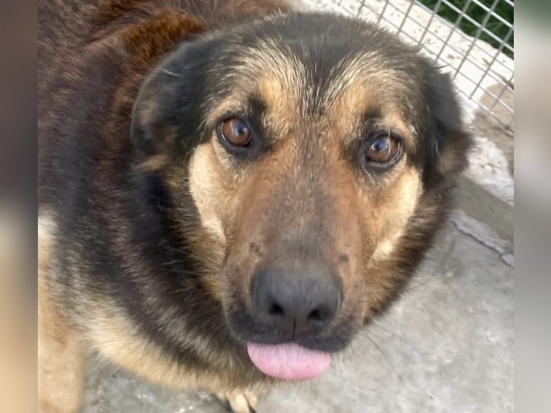 Kuschelmaus Raya - auf PS in Bayern (86576)