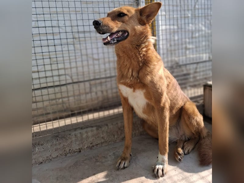 Sienna - schöne Hündin mit viel Potenzial sucht Zuhause (D/ CH/ LUX)