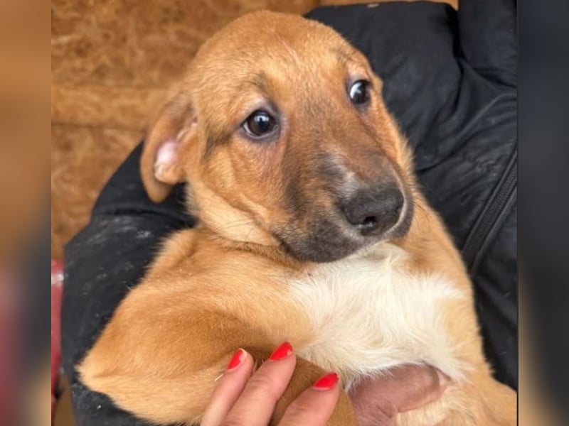 Welpenbub Aury - in 25704 Meldorf