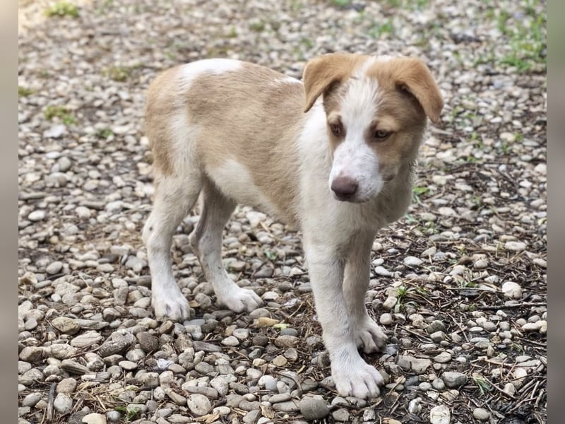 Welpe Teddy sucht Körbchen (D/CH/LUX)