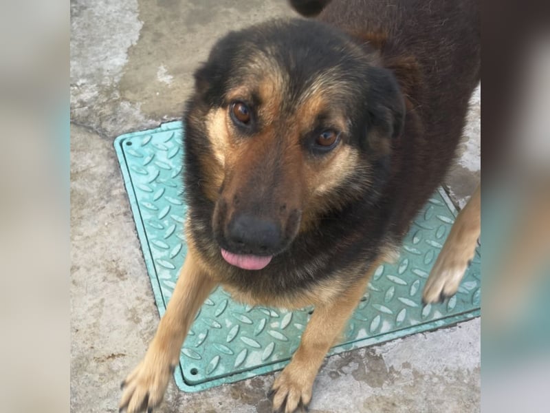 Kuschelmaus Raya - auf PS in Bayern (86576)