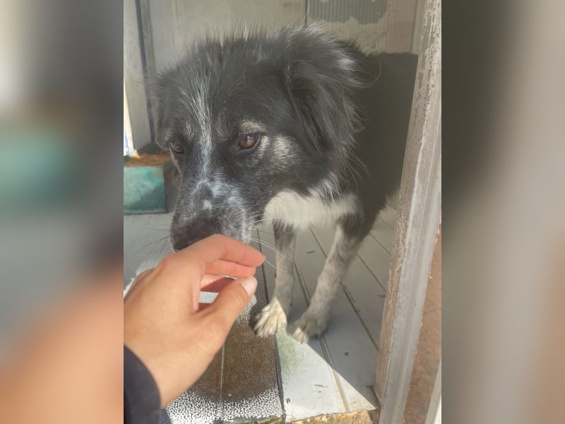 Ruhige Seele Angel sucht ihr Zuhause (D/CH/LUX)