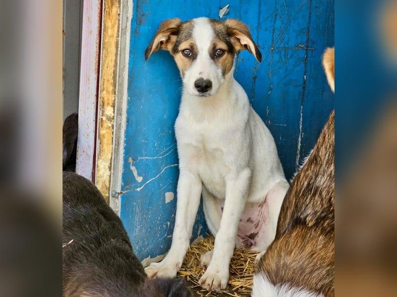 Nalani - Welpenmädchen aus der Tötung sucht Liebe!