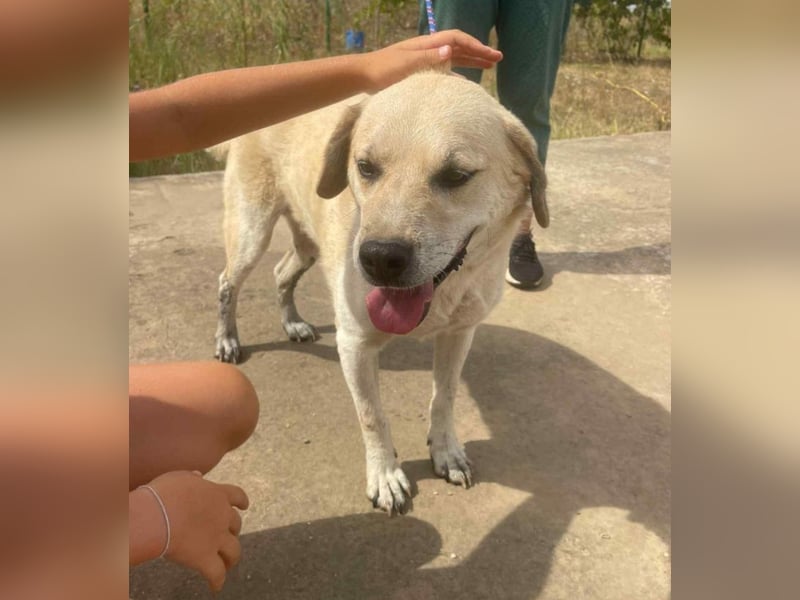 Max - seeehr verschmust u. lieb!