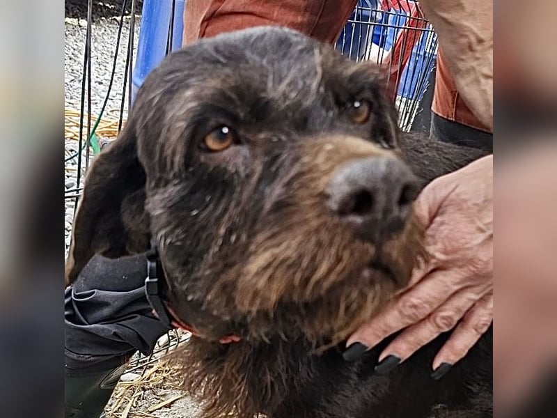 Brownie - liebevolle Seniorin sucht Gnadenplatz