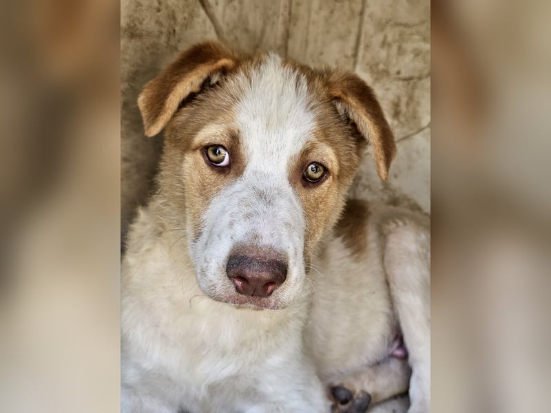 Welpe Teddy sucht Körbchen (D/CH/LUX)