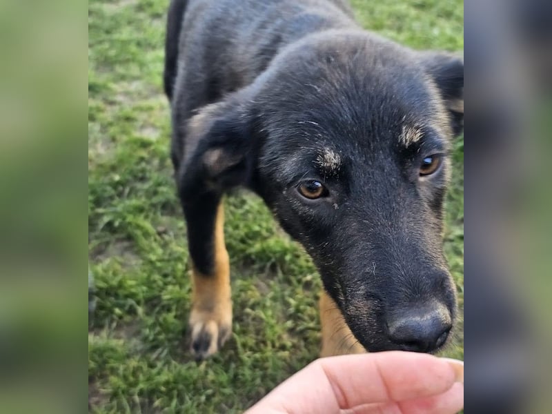 Welpe Leia - kennt Hunde, Katzen, Kinder (Vermittlung D/ LUX/ CH)