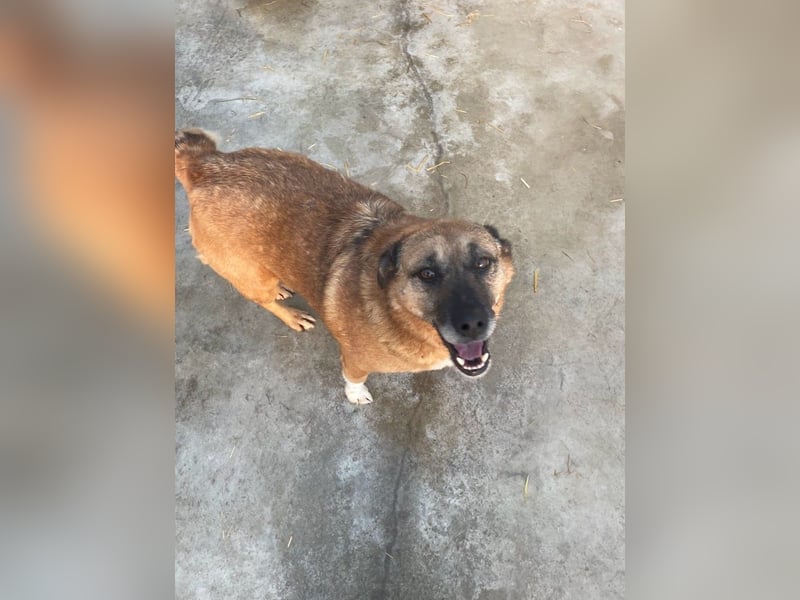 Cody - verschmuste, liebe Wasserratte