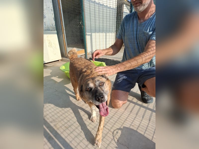 Cody - verschmuste, liebe Wasserratte