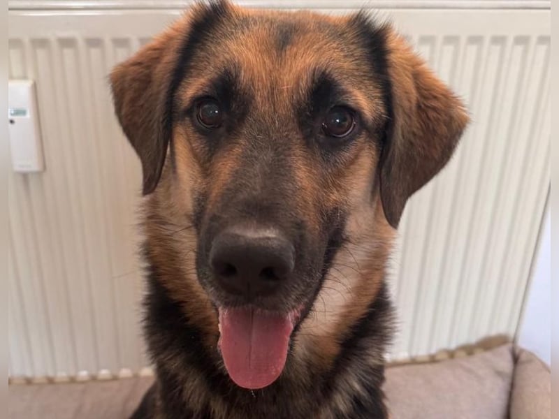 Lieber Schäfi-Mix Loki in 60437 Frankfurt