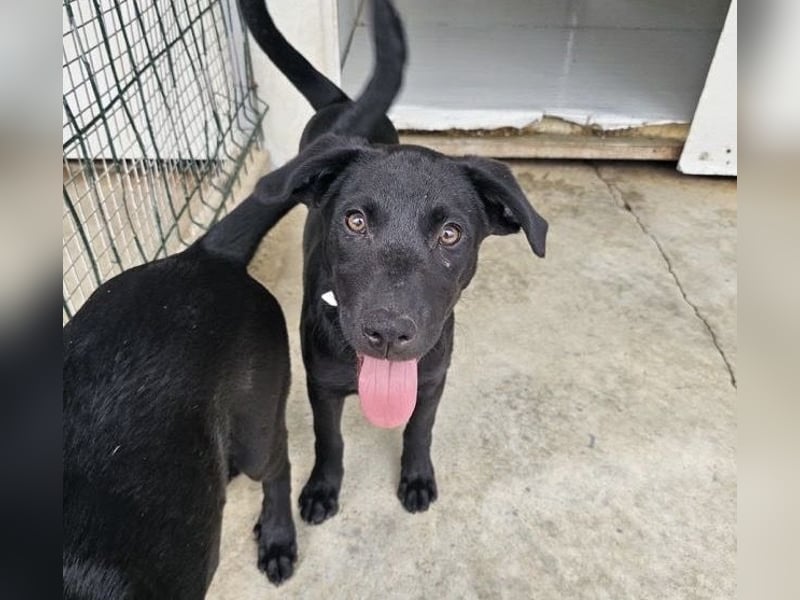 Welpe Blacky - wer gibt einem schwarzen Welpen eine Chance?