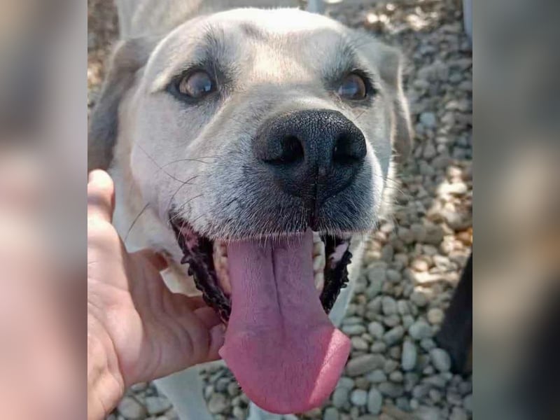 Max - seeehr verschmust u. lieb!