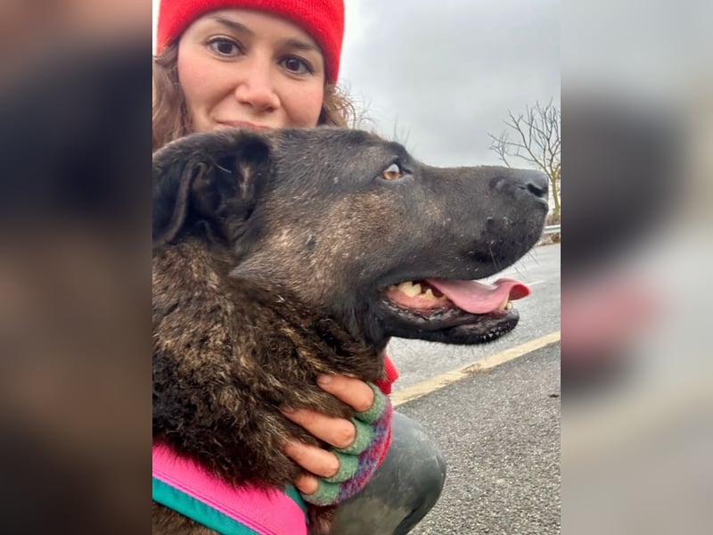 Paula - verschmuster Cane Corso-Mix