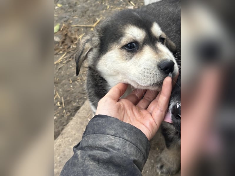 Lucy - liebe, aufgeschlossene, lernfreudige Maus