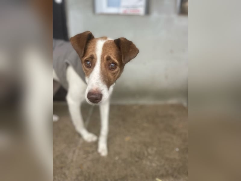 Babette - 3-jährige, liebe, sanfte Hündin mit Diabetes