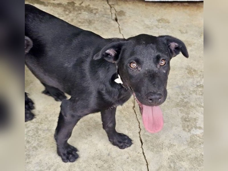 Welpe Blacky - wer gibt einem schwarzen Welpen eine Chance?