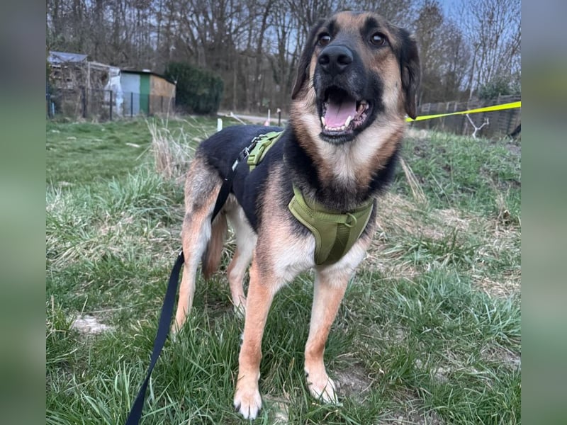 Lieber Schäfi-Mix Loki in 60437 Frankfurt