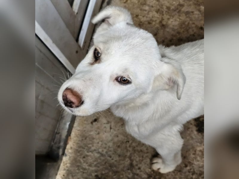 Welpenmädchen Kerry sucht Familie