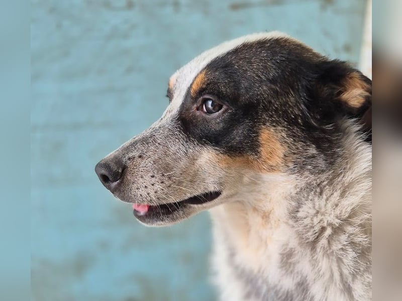 Rasty - schüchterner, 3-jähriger, lieber Rüde sucht ruhiges Zuhause