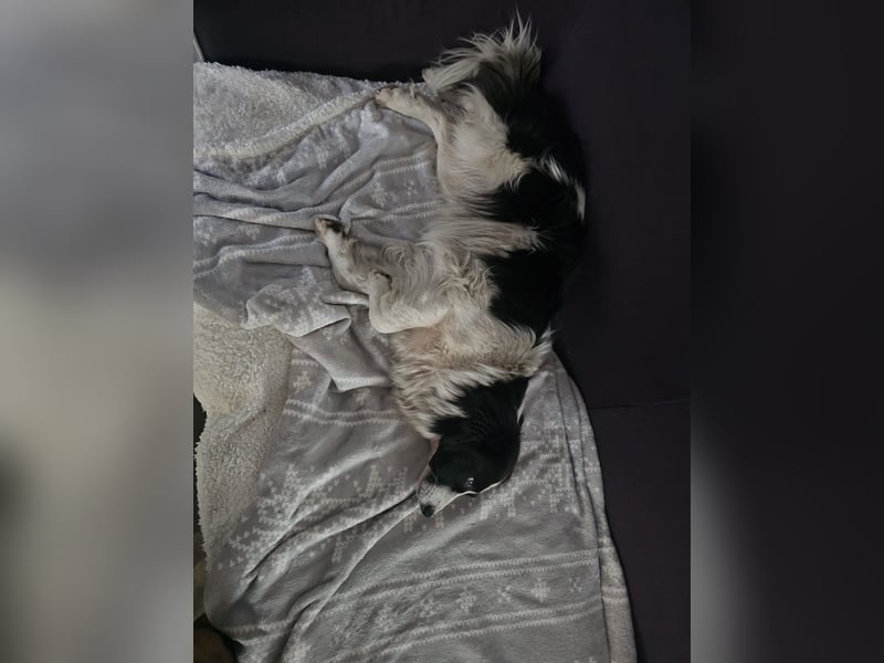 Liebe Tessa sucht ein Zuhause mit Mama Ria (D/ LUX/ CH)