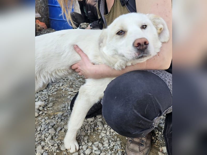 Welpenmädchen Kerry sucht Familie