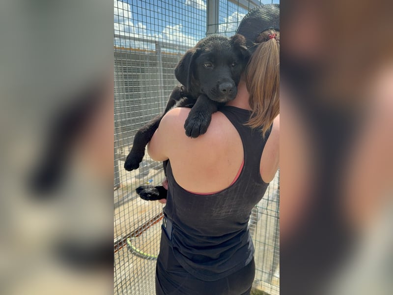 Welpe Nero sucht seine Familie (D/CH/LUX)