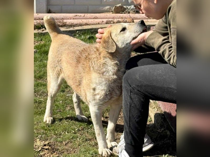 Max - seeehr verschmust u. lieb!