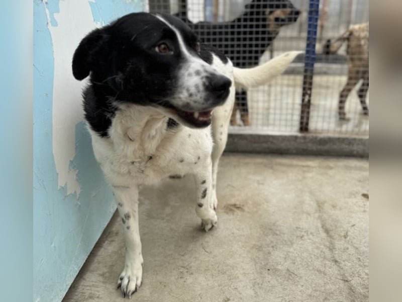 Akira - 4 Jahre, lieb, verschmust, freundlich, verträglich mit Artgenossen