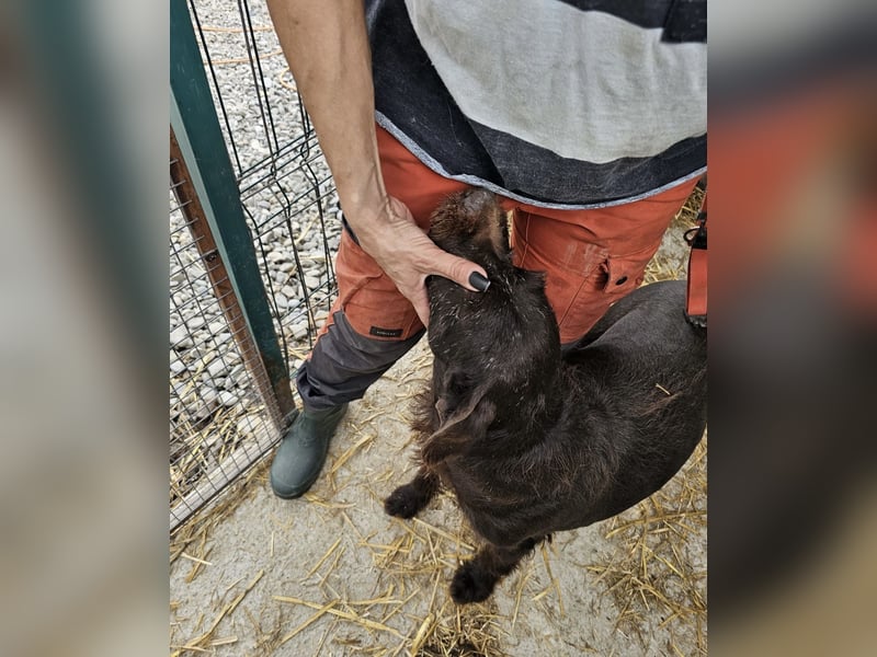 Brownie - liebevolle Seniorin sucht Gnadenplatz
