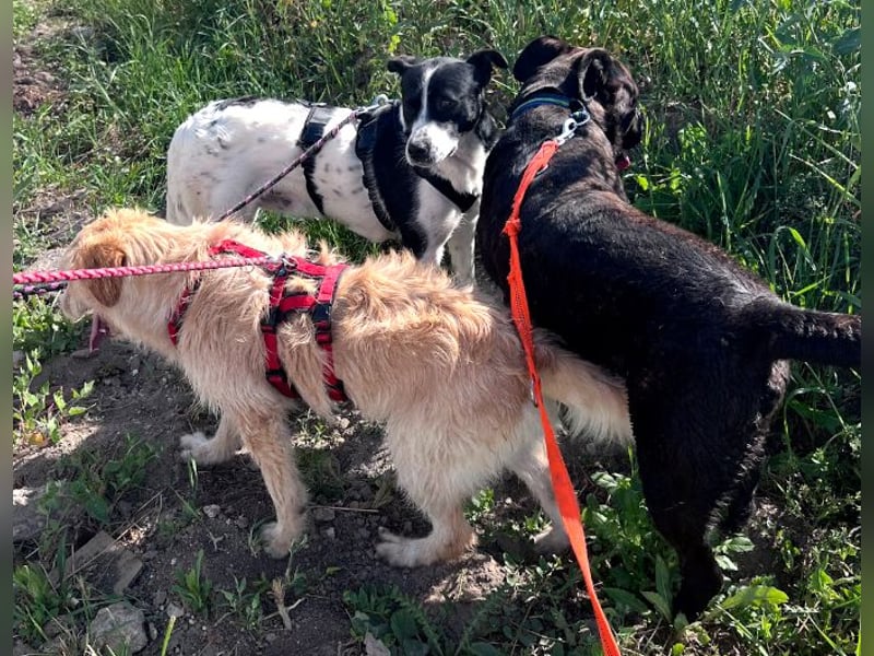 Akira - 4 Jahre, lieb, verschmust, freundlich, verträglich mit Artgenossen