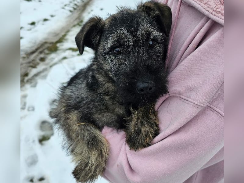 Cleo - gerettet aus der Tötung!