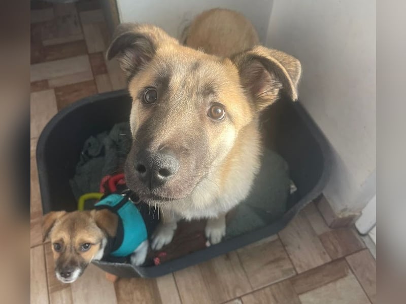 Welpe Samir - angefahren und zurückgelassen