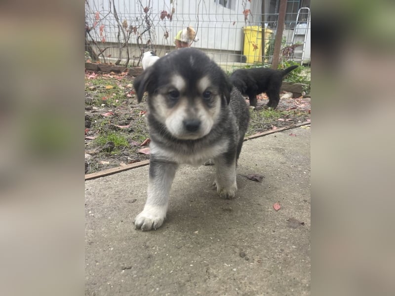 Lucy - liebe, aufgeschlossene, lernfreudige Maus