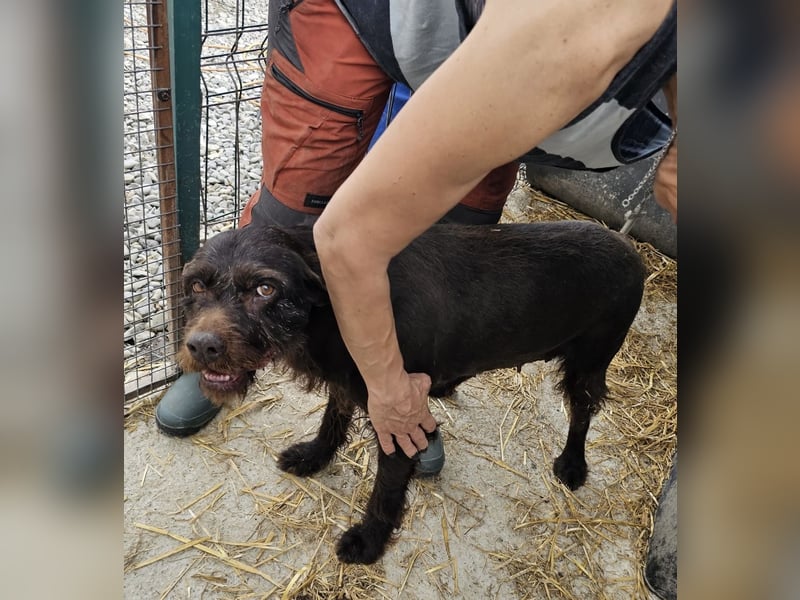 Brownie - liebevolle Seniorin sucht Gnadenplatz