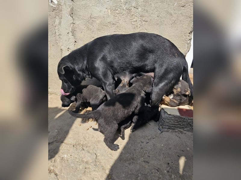 Welpe Nero sucht seine Familie (D/CH/LUX)