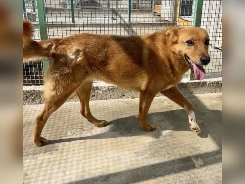 Sienna - schöne Hündin mit viel Potenzial sucht Zuhause (D/ CH/ LUX)