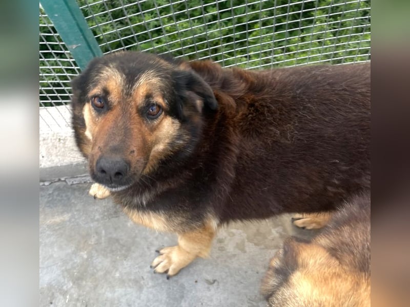 Kuschelmaus Raya - auf PS in Bayern (86576)