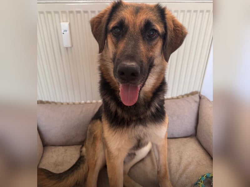 Lieber Schäfi-Mix Loki in 60437 Frankfurt