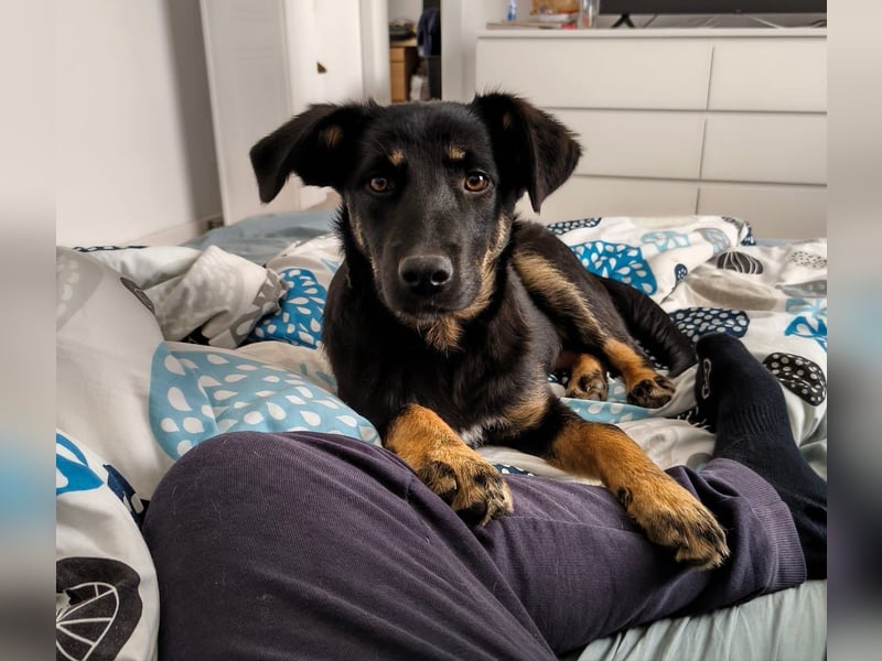 Welpe Leia - kennt Hunde, Katzen, Kinder (Vermittlung D/ LUX/ CH)
