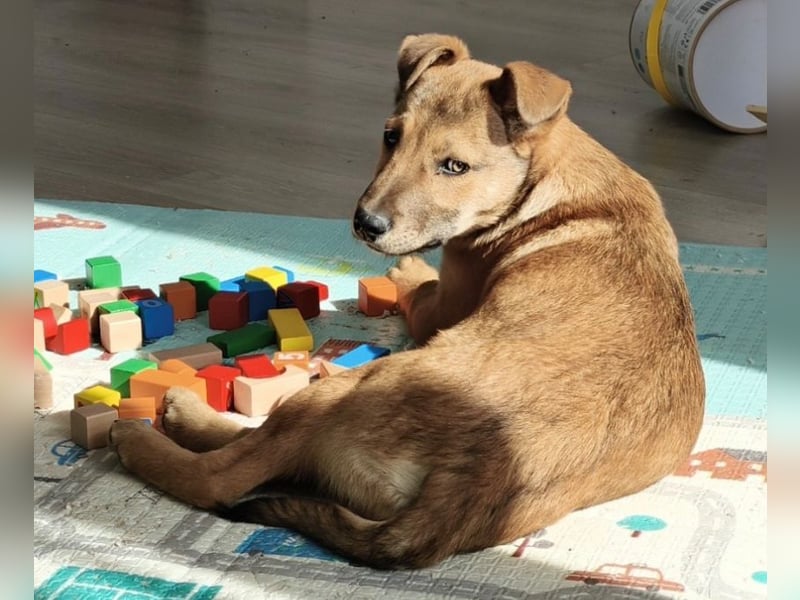 Welpe Leo - mag Katzen, Hunde und Kinder