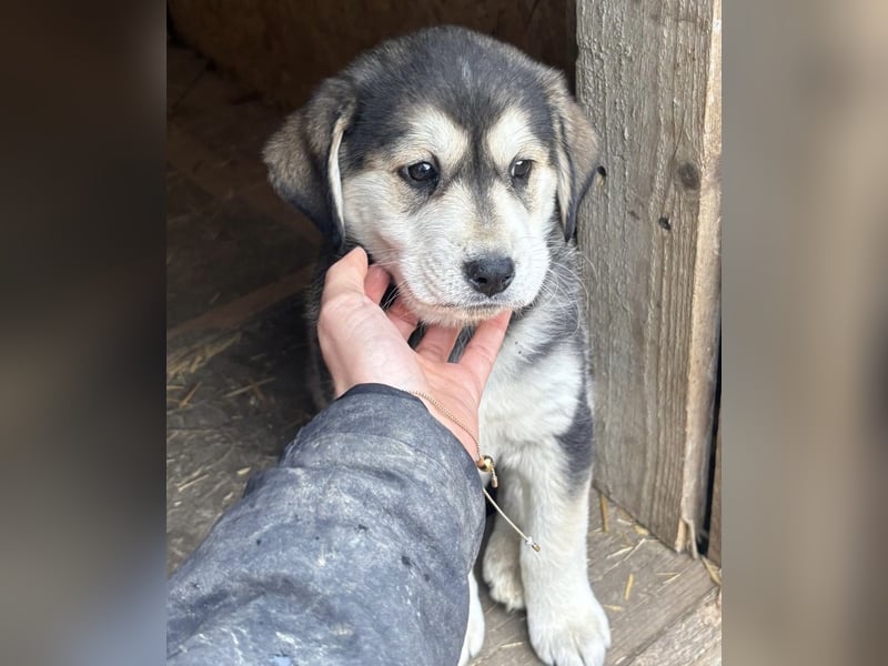 Lucy - liebe, aufgeschlossene, lernfreudige Maus
