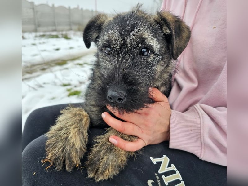 Cleo - gerettet aus der Tötung!