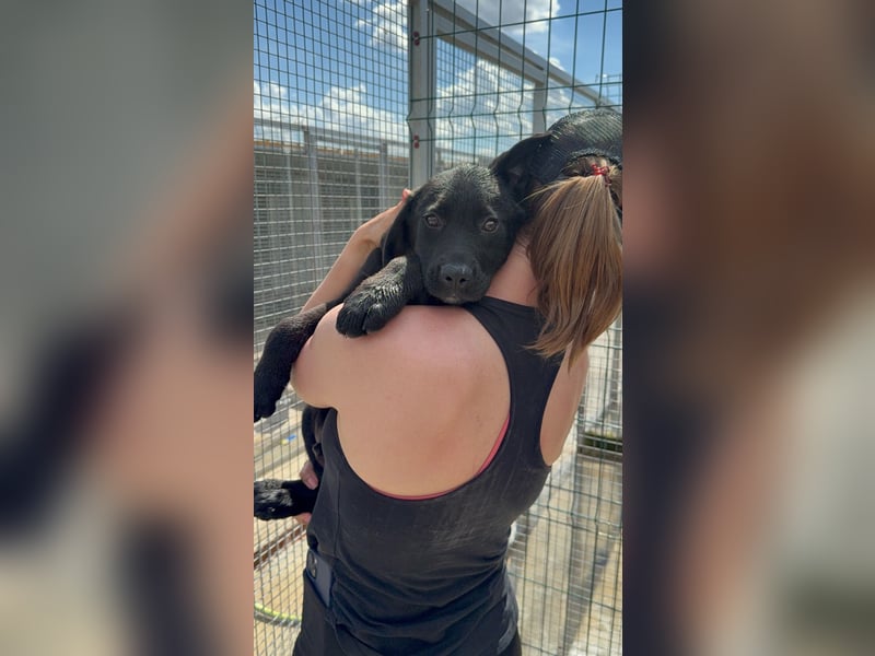 Welpe Nero sucht seine Familie (D/CH/LUX)