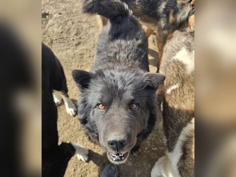 Chow-Mix-Terra - lieb, menschenbezogen, unkompliziert