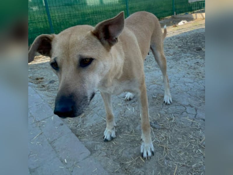 Leni - sehr lieb + sanft