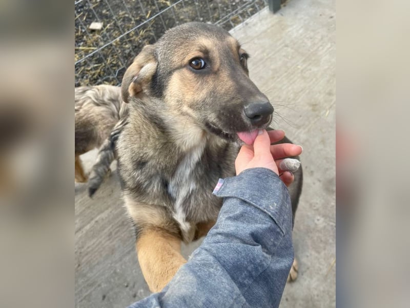 Pedro - Sonnenschein sucht Zuhause