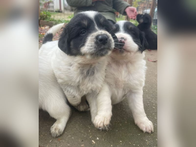 Welpenmädchen Phoebe sucht ihre Familie!